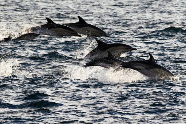 Los delfines nos acompanan